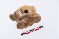 Foto von Astragalus (NHMW-PRAE-002294)
